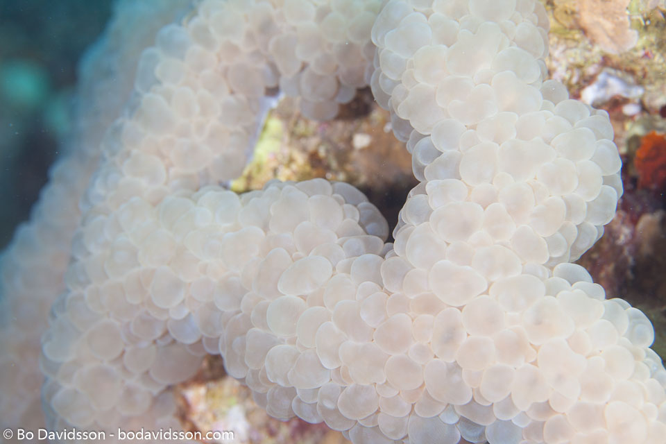 BD-121125-Aqaba-6725-Plerogyra-sinuosa-(Dana.-1846)-[Rounded-bubblegum-coral].jpg
